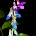 Lathyrus vernus (L.) Bernhardi