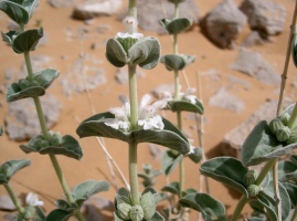 Leucas inflata Benth.