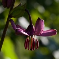 Lilium martagon L.