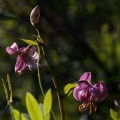 Lilium martagon L.