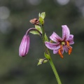 Lilium martagon L.