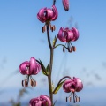 Lilium martagon L.