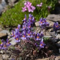 Linaria alpina (L.) Miller