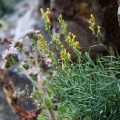 Linaria angustissima (Loiseleur) G. Re