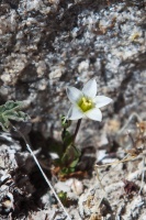 Lomatogonium brachyantherum (C.B. Clarke) Fernald