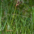Luzula campestris (L.) DC