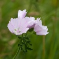 Malva moschata L.