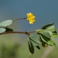Medicago lupulina L.