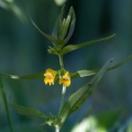 Melampyrum sylvaticum L.