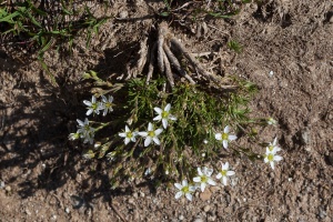 Minuartia recurva (All.) Schinz & Thell