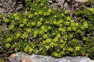 Minuartia sedoides (L.) Hiern