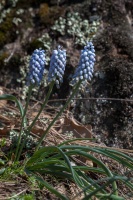 Muscari neglectum Guss. ex Ten.