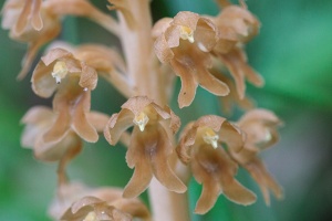 Neottia nidus-avis (L.) Rich.