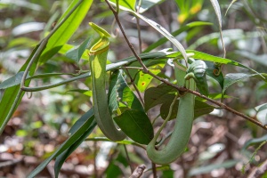 Nepenthes albomarginata T.Lobb ex Lindl.
