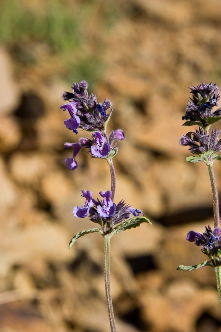 nepeta-deflersiana-saudi-arabia-7F91E342-49F8-11DC-AE28-000A95CA2156.jpg