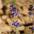 Nepeta deflersiana Schweinf. ex I.C. Hedge