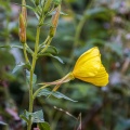 Oenothera biennis L.