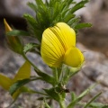 Ononis natrix L.