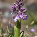 Orchis morio L.