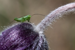 Orthoptera on Anemone montana