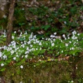 Oxalis acetosella L.