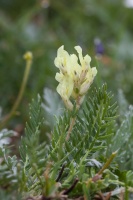 Oxytropis campestris (L.) DC.