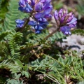 Oxytropis jacquinii Bunge