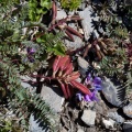 Oxytropis jacquinii Bunge