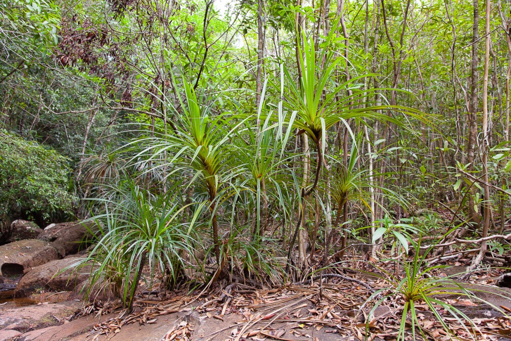 pandanus-capusii-vietnam-2A422EE6-2FB1-4563-8998-1FFF1BFF7A2D.jpg