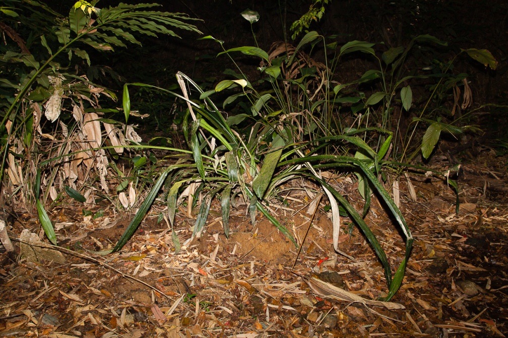 pandanus-sp-thailand-242B63D2-95BC-48F3-84A9-B06C90089FE4.jpg