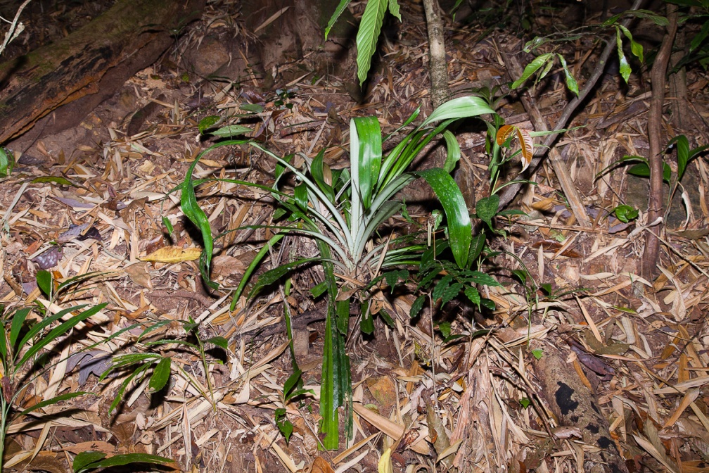 pandanus-sp-thailand-875FAEF9-7914-4583-B272-8385409C4622.jpg