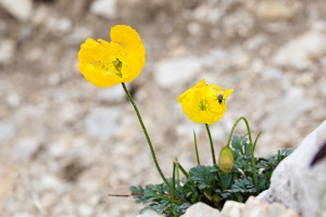 Papaver aurantiacum Loisel.