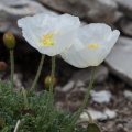 Papaver occidentale (Markgr.) H.E.Hess & Landolt & Hirzel