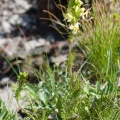 Pedicularis ascendens Gaudin
