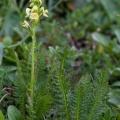 Pedicularis ascendens Schleich. ex Gaudin