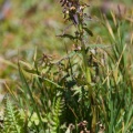 Pedicularis recutita L.