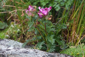 Pedicularis rostratocapitata Crantz
