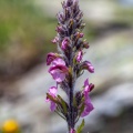 Pedicularis rostratospicata Crantz