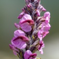 Pedicularis rostratospicata Crantz