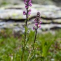 Pedicularis rostratospicata Crantz