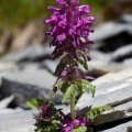 Pedicularis verticillata L.