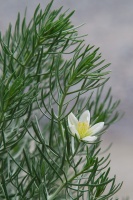 Peganum harmala L.