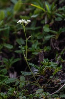 Pimpinella saxifraga L.