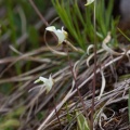 Pinguicula alpina L.