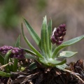 Plantago alpina L.
