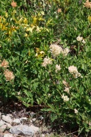 Polygonum coriarium Grig.