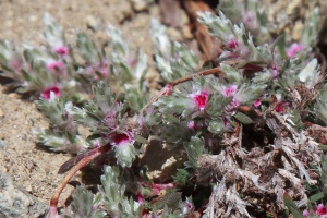 Polygonum mezianum H. Gross