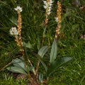 Polygonum viviparum L.
