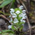 Prunella vulgaris L.