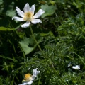 Pulsatilla alpina (L.) Delarbre